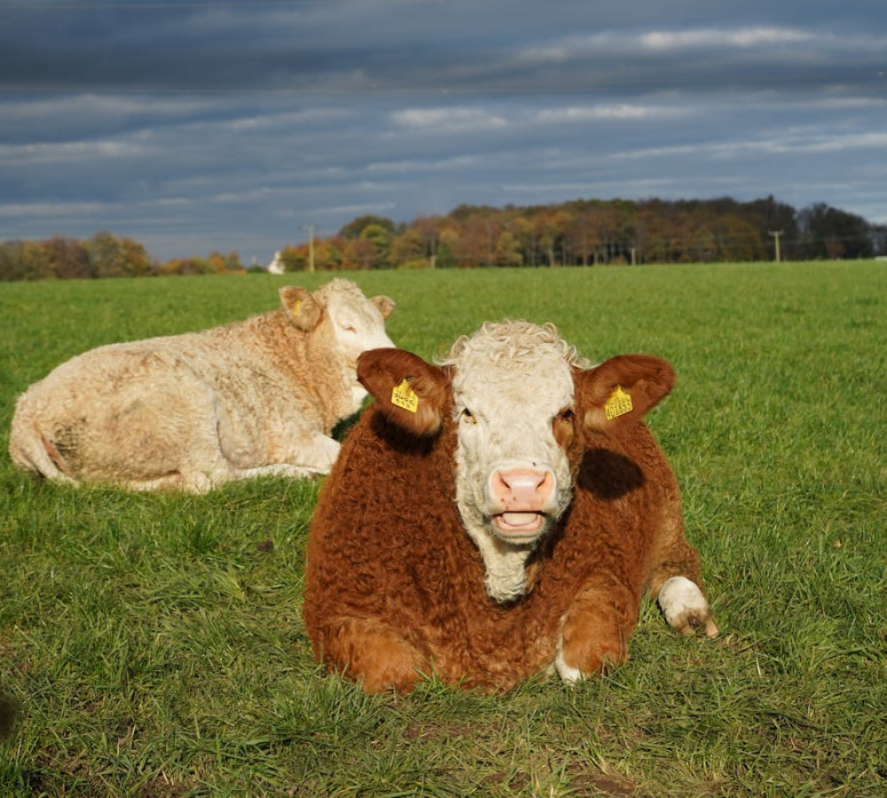 free-photo-of-cows-lying-in-green-pasture-2